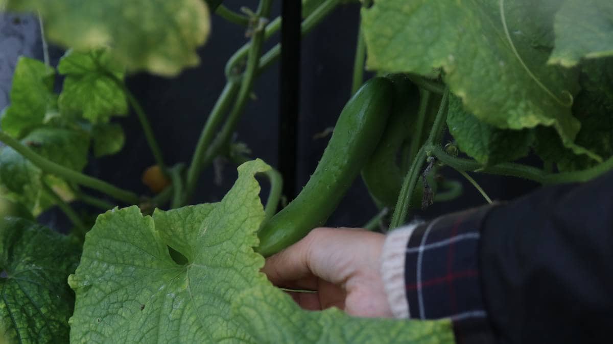 Etablerer parsellhager på museumstomt