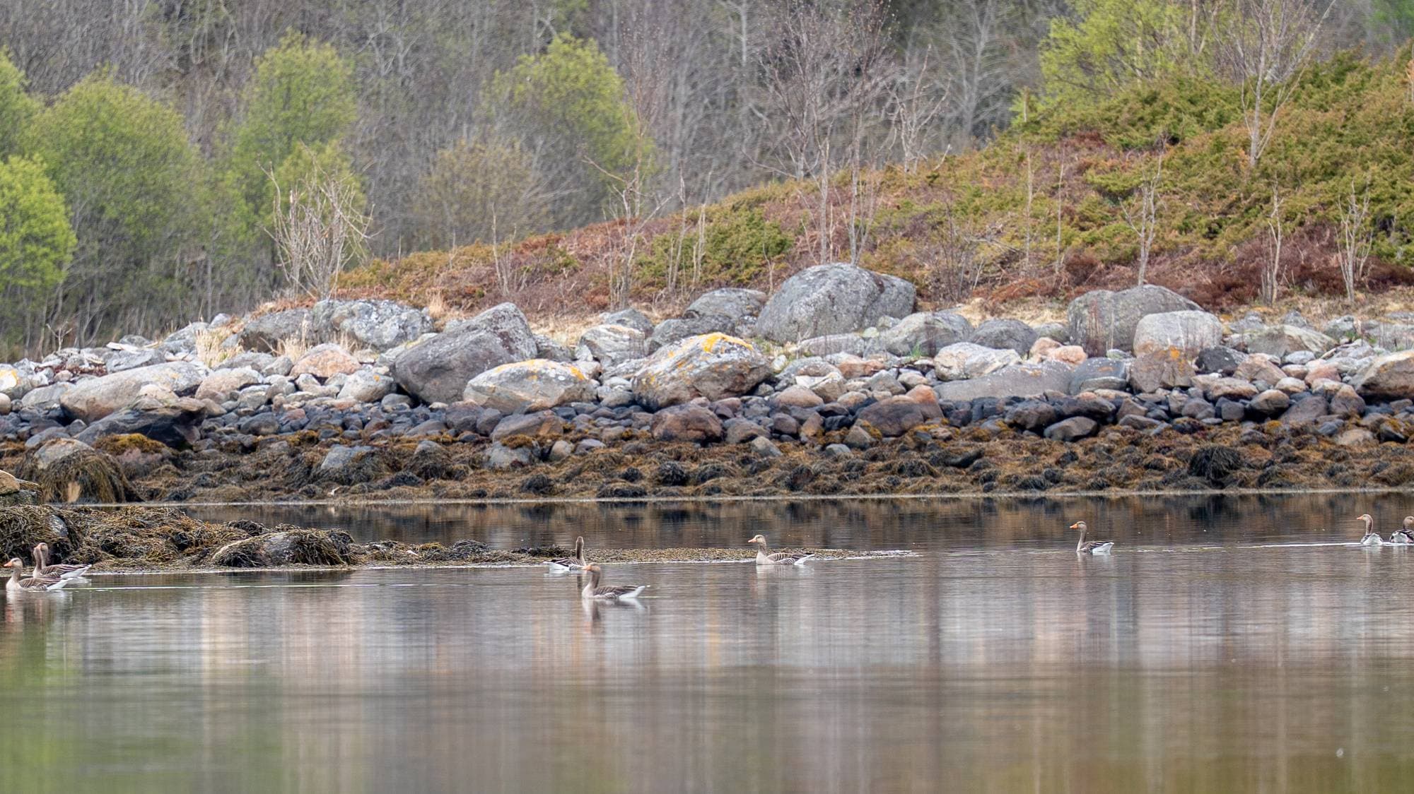 en vannmasse med steiner og trær i bakgrunnen (Bildebeskrivelsen er laget av en KI-tjeneste)
