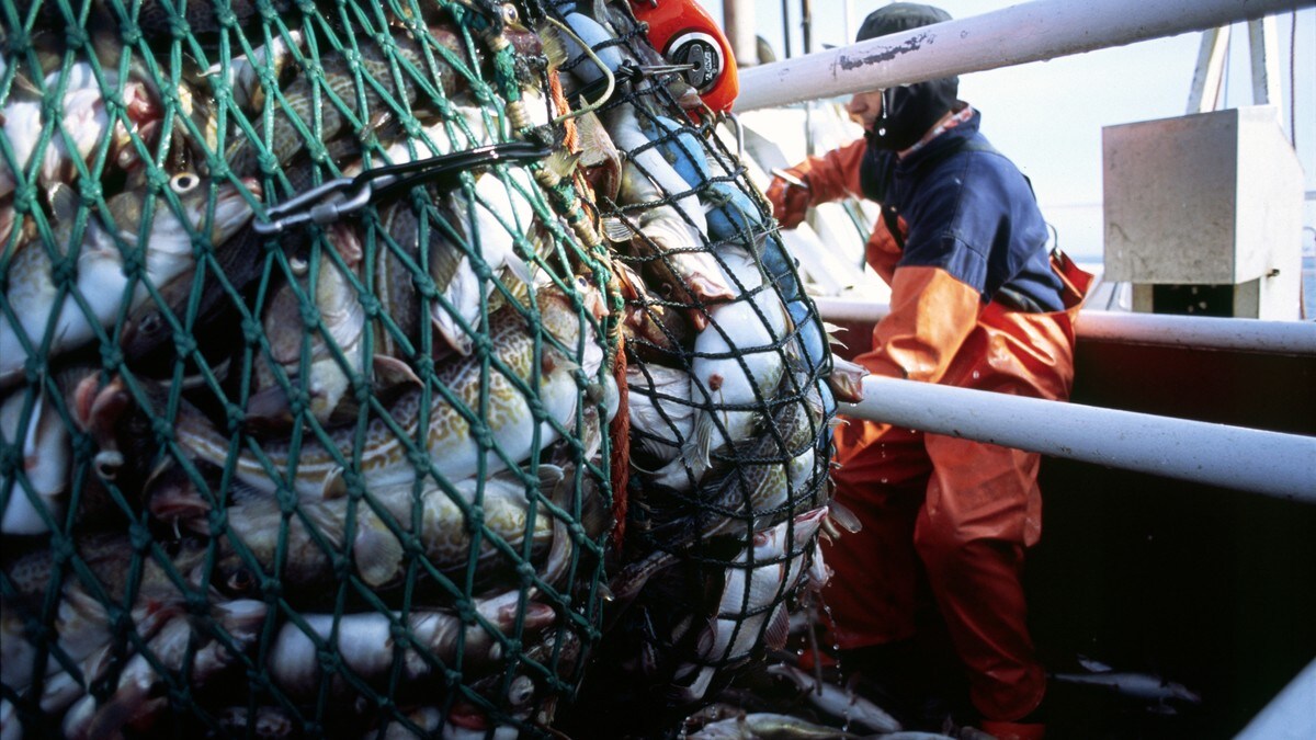 Forskarane tilrår kraftig kutt i fiske – ikkje nok for Kystfiskarlaget