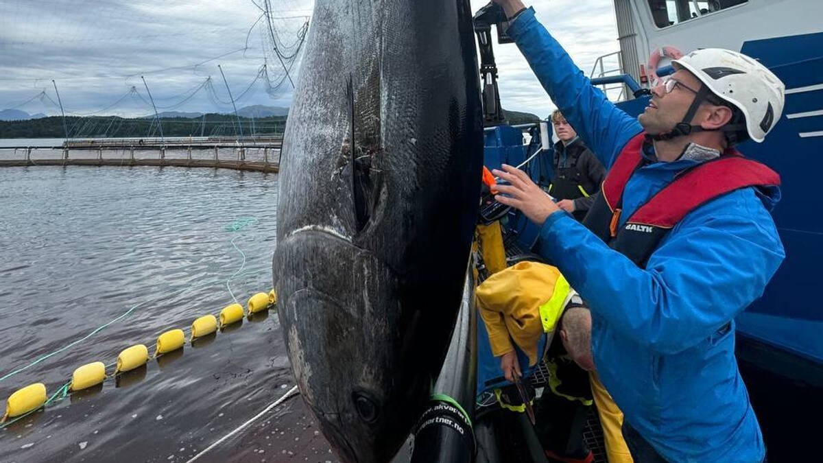 Beist på 300 kilo brasa rett inn i oppdrettsanlegg