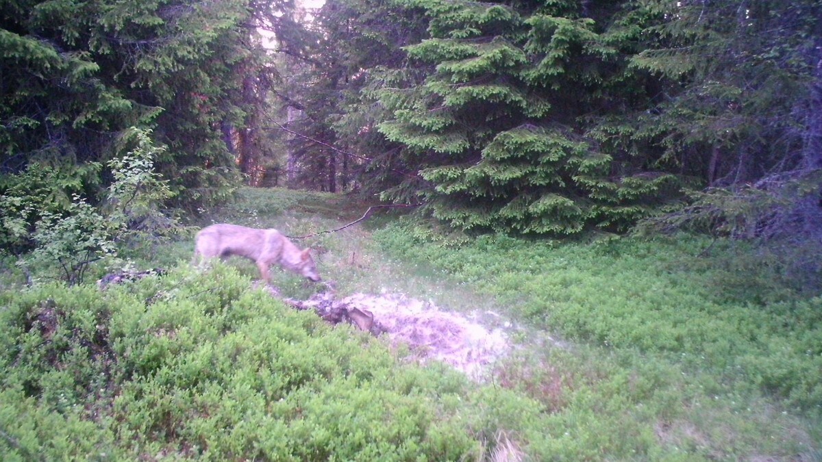 Skadeskutt ulv funnet død