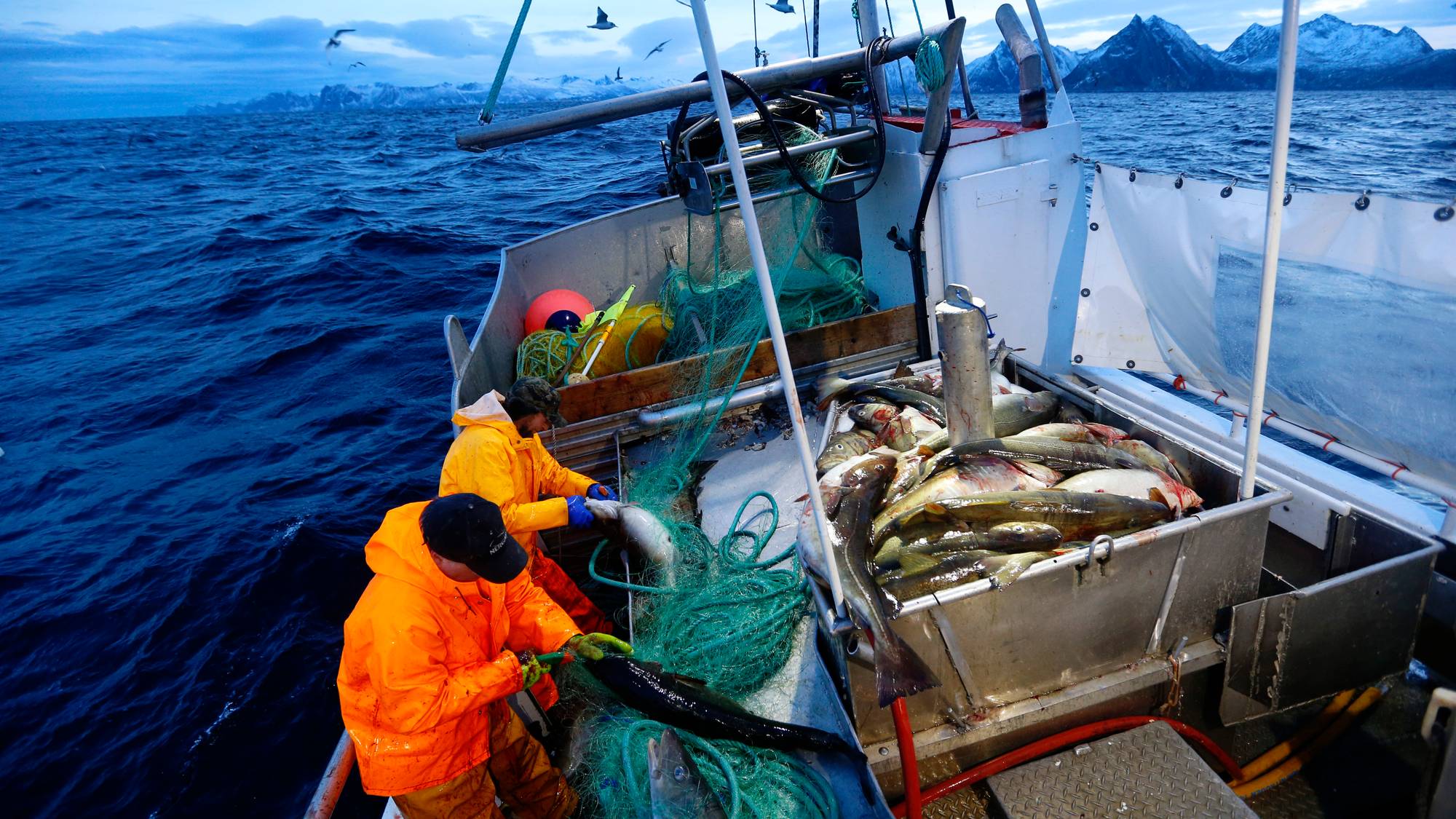 Skipper Trond Dalgård (51) og Jan Gunnar Johansen fisker etter skrei på havet ved Gryllefjord på utsiden av Senja