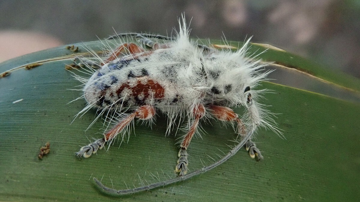 «Fugleskitt» var ny, hårete bille-art