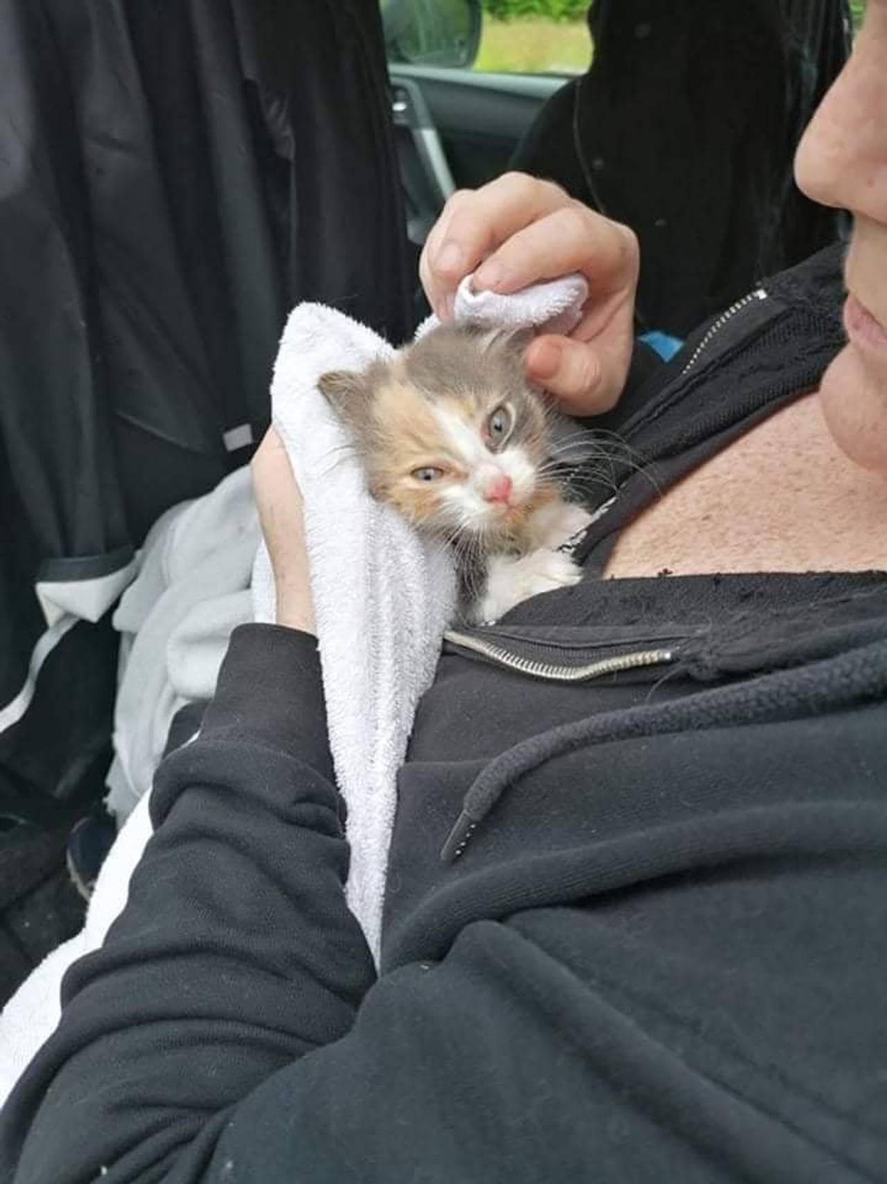 Katten får omsorg