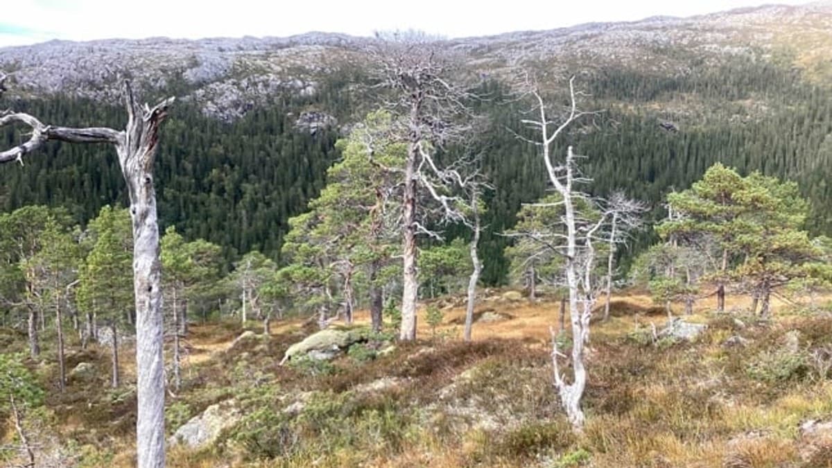 Statsforvaltaren tilr&aring;r vern av to nye skogomr&aring;de