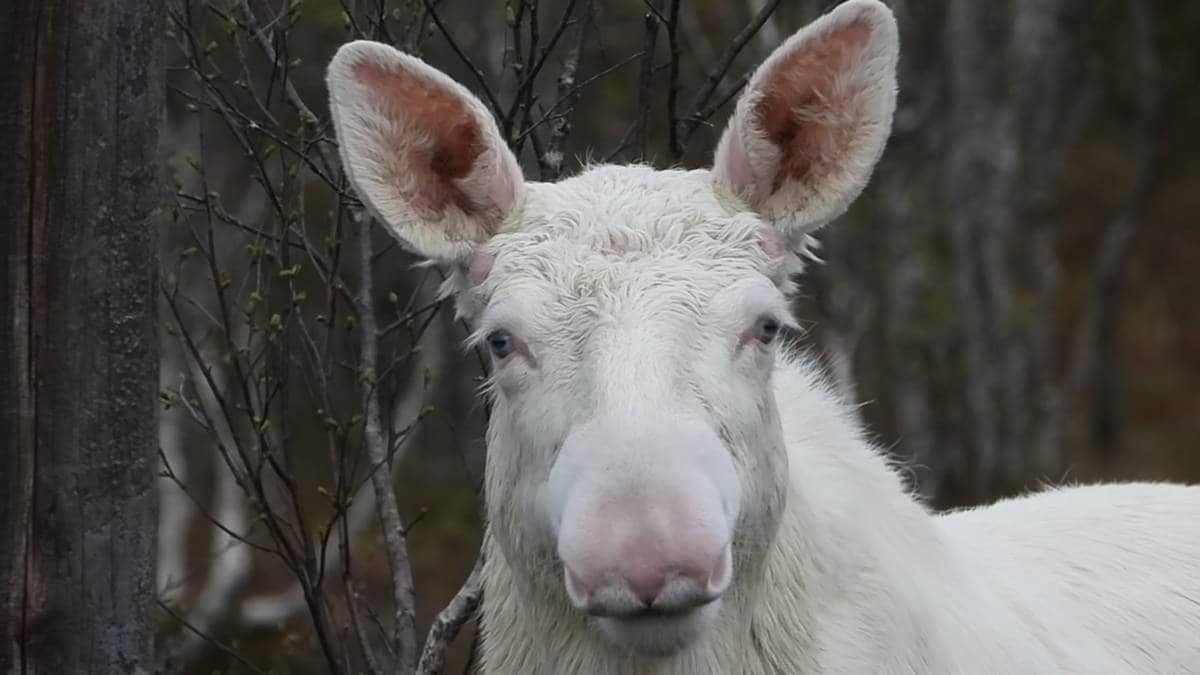 «Alvin» (2) er heilt kvit – no blir han vakta av jegerane