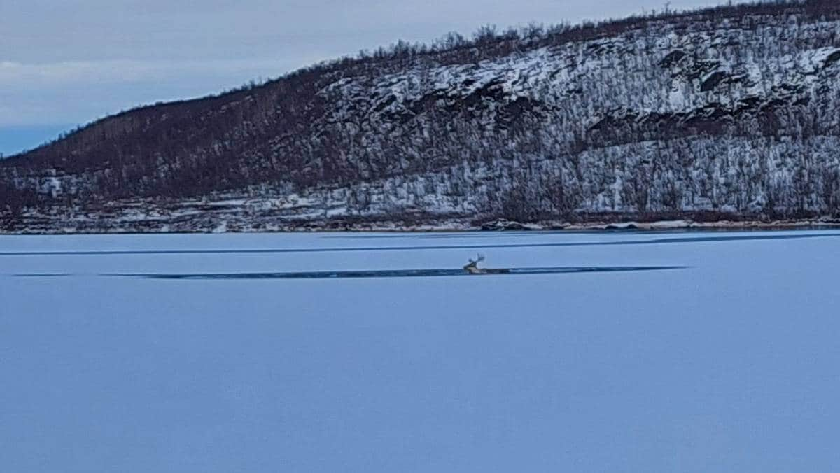 Opptil 30 rein gjennom isen i Kautokeino