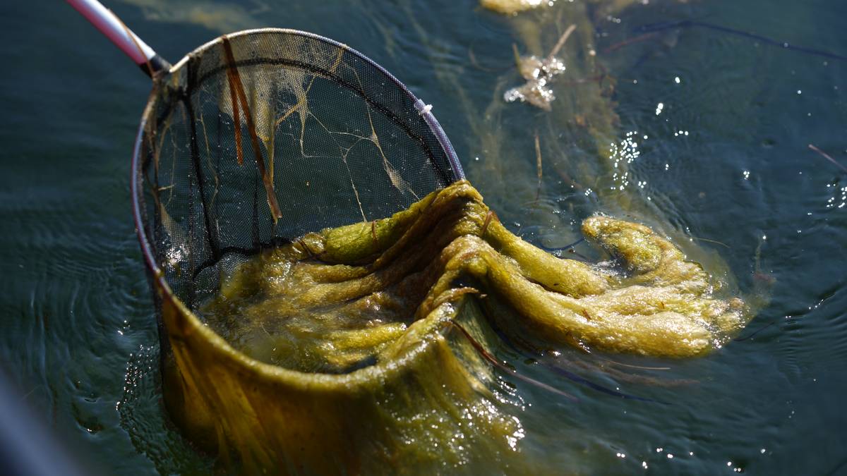 – Alger på havbunnen kveler sørlandskysten