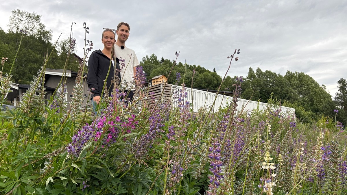 Lupiner sprer seg: Boligeiere fortviler over invasjon