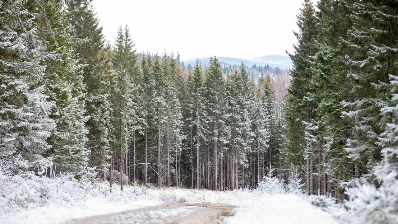 Skog på Gran.