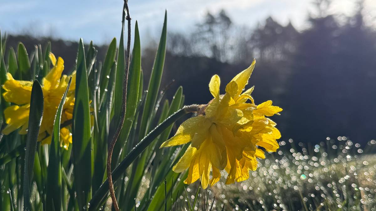Kan bli over 20 grader på Sørlandet