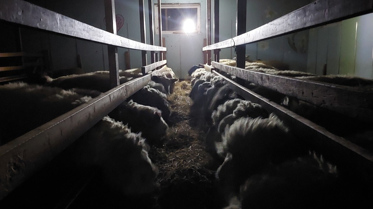 2300 uten strøm i Karlsøy – folk og fe forbereder seg på strømløs natt