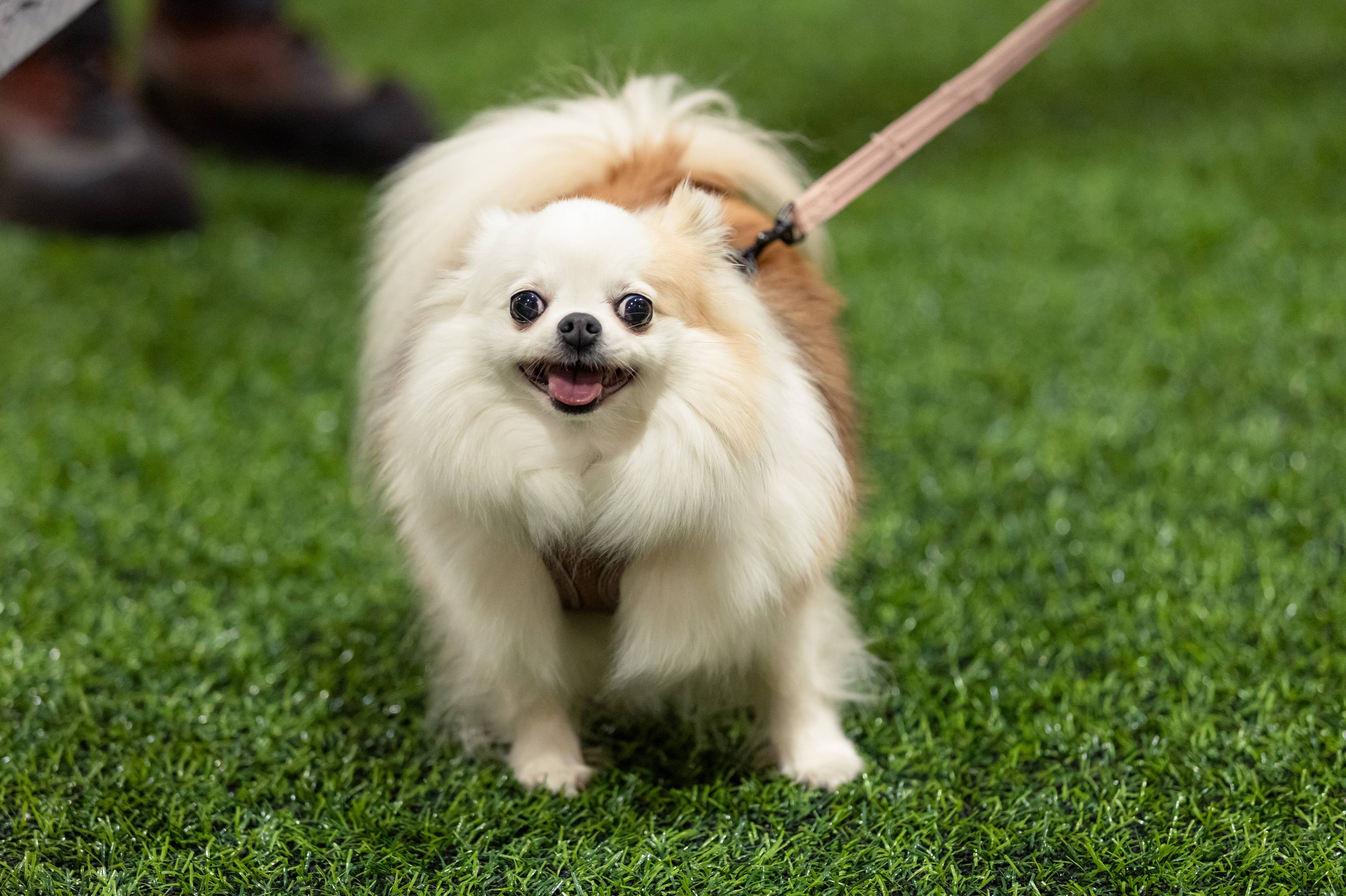 Stella, en brun og hvit pomchi, står på grønt kunstgress. Hun ser rett i kameraet.