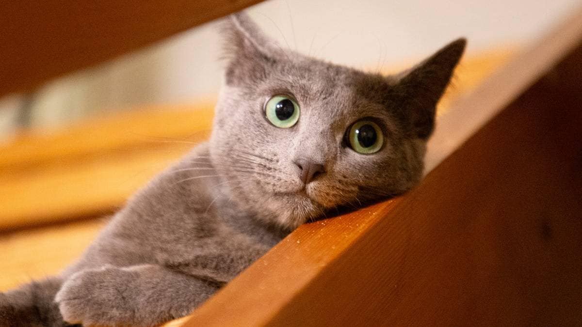 Fikk dødelig sykdom – betalte 80.000 for å redde katten