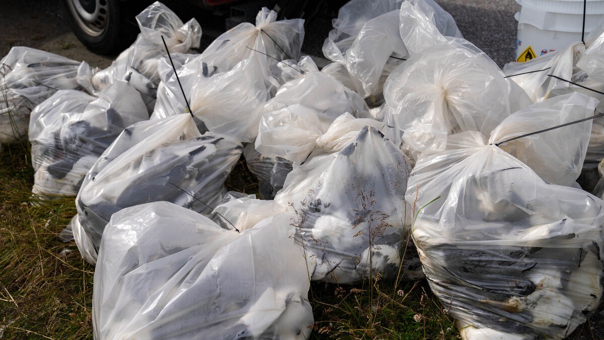 Pose på pose med død fugl i Vadsø – 1000 måker ble hentet ut mandag