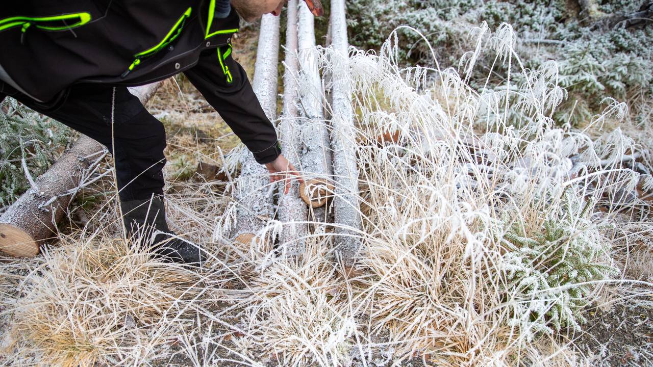 Skog Gran. Råte på tre. Rotkjuke.