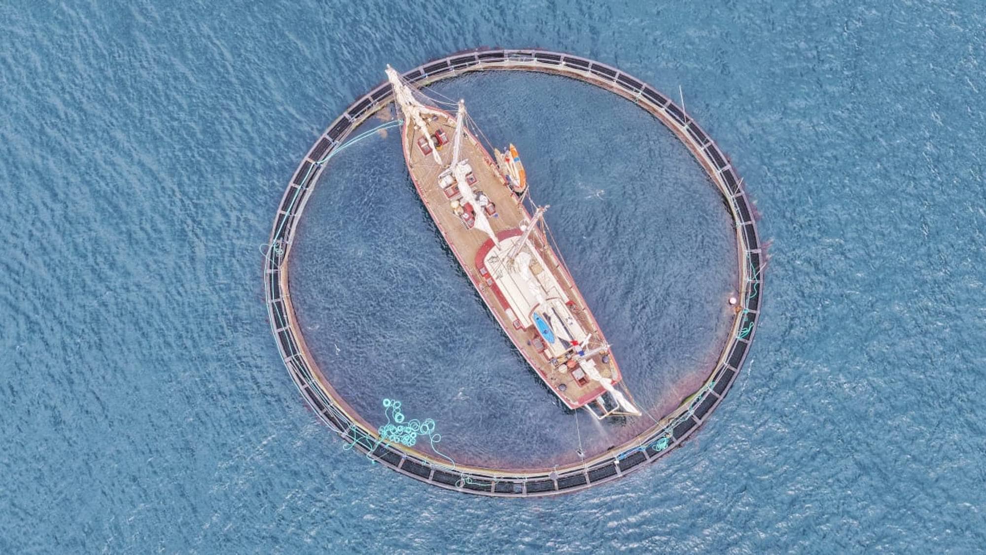 Ein stor seglbåt står midt inne i ein fiskemerd som er ein stor sirkel på havet. rundt ligg fleire liknande sirklar