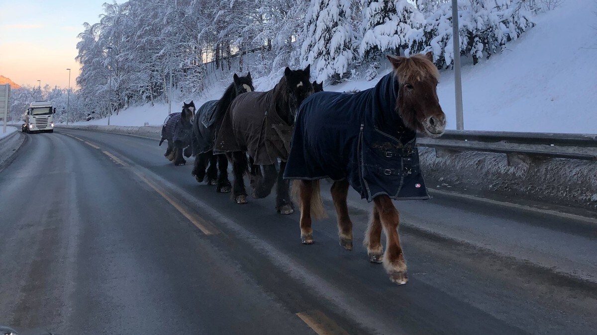 Løse hester på E6