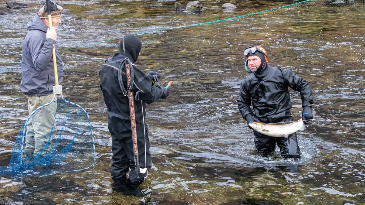 Største lakserømminga i Noreg på fleire år – dansk oppdrettsselskap nektar skuld