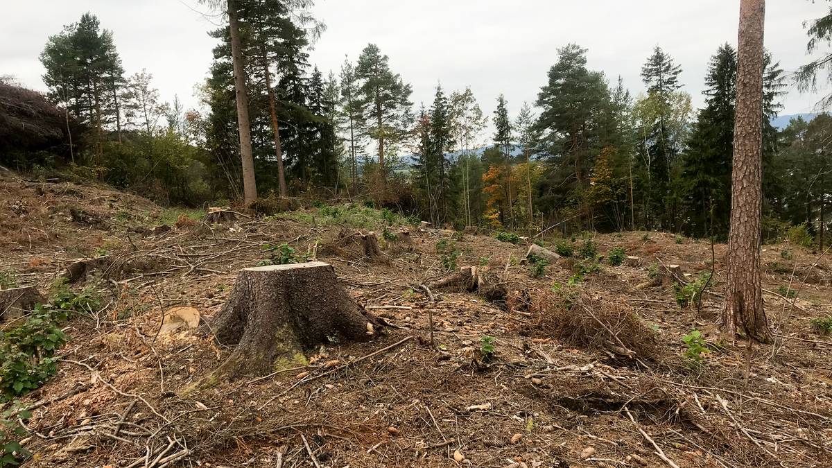 Dette møtte biologene som skulle kartlegge skogen