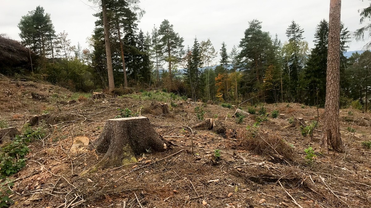 Dette møtte biologene som skulle kartlegge skogen