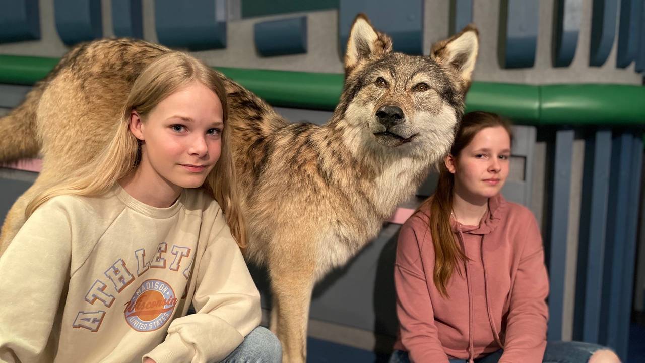 Andrea Angeline Gran og Majken Kiønig ved snill ulv på Skogmuseet