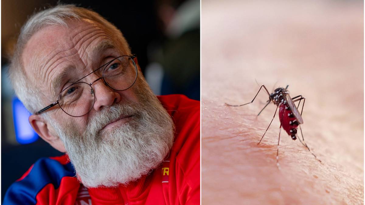 Denne myggen kan skape OL-kaos: – Må kanskje leite etter telta i kjellaren