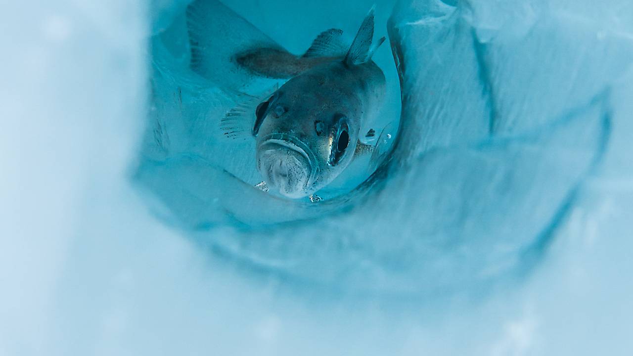 En polartorsk svømmer mot kamera, gjennom et hull i havisen i Barentshavet