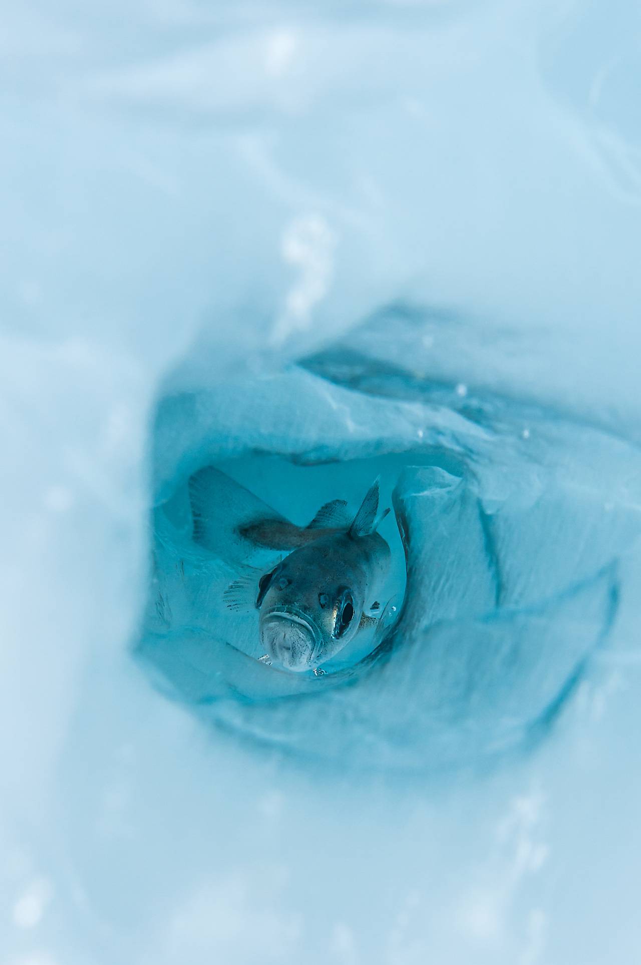 En polartorsk svømmer mot kamera, gjennom et hull i havisen i Barentshavet