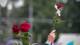 Foto: NRK rose 22juli