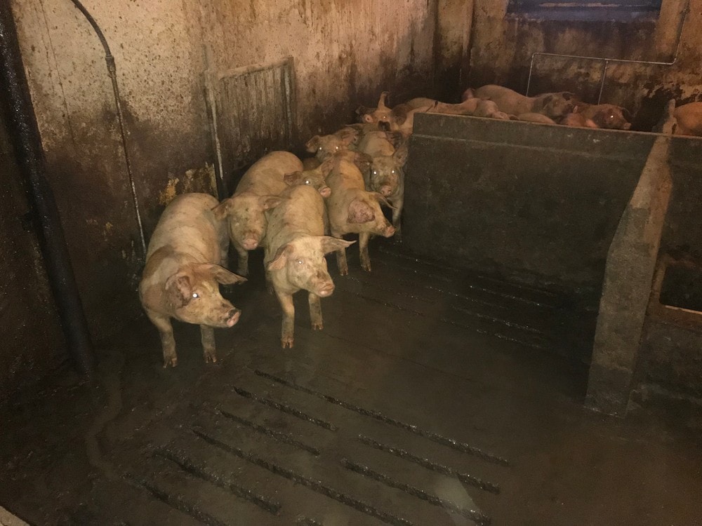Fant 340 døde griser på gård – nå må bonden i fengsel