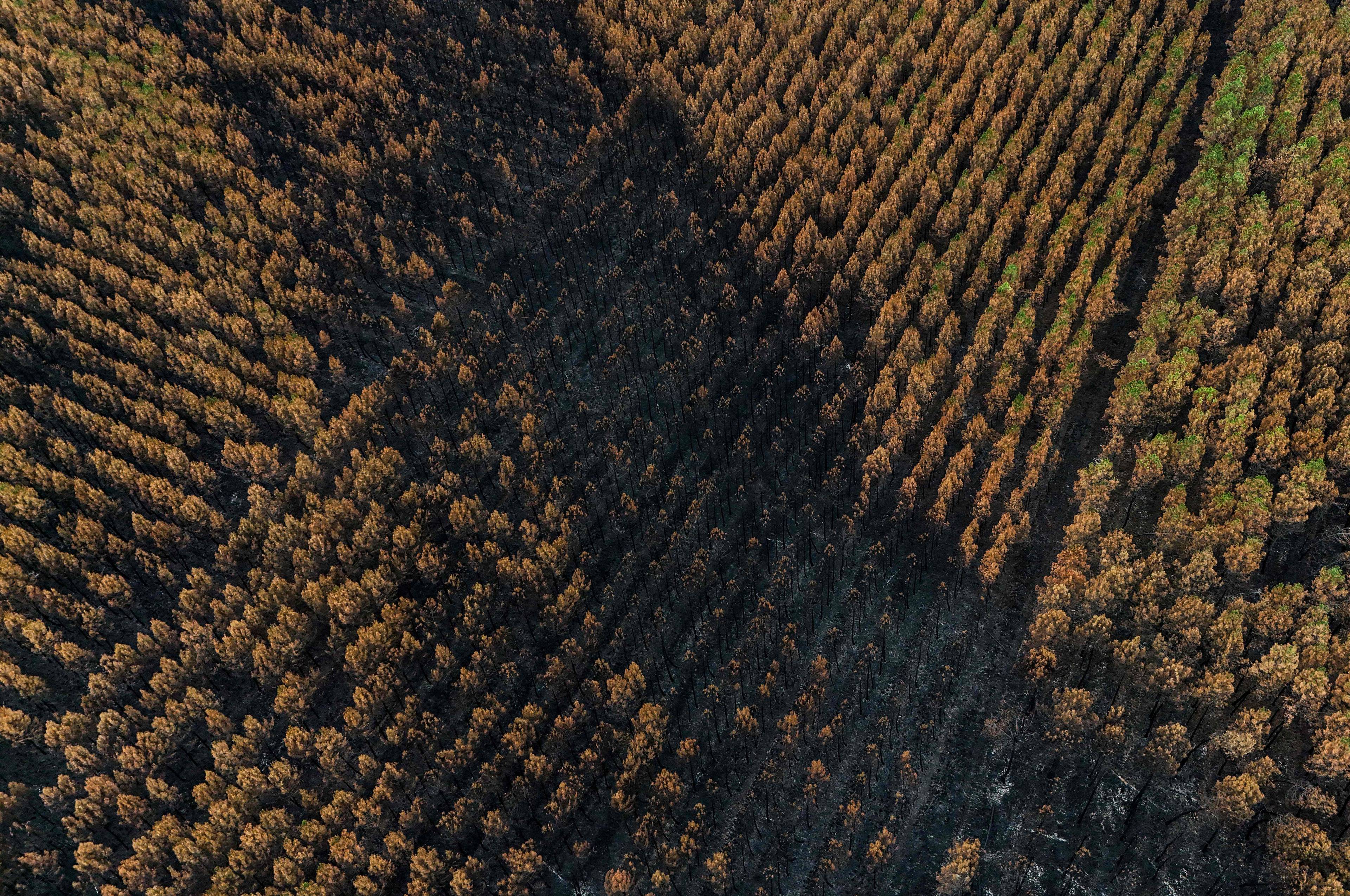 Flyfoto av skogsområde delvis svidd av brann, sett ovenfra. (Bildebeskrivelsen er laget av en KI-tjeneste)