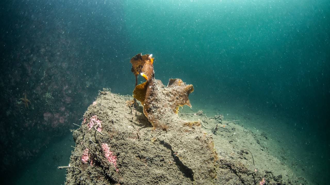 Sukkertare i Jøssingfjorden, dekket av brune partikler