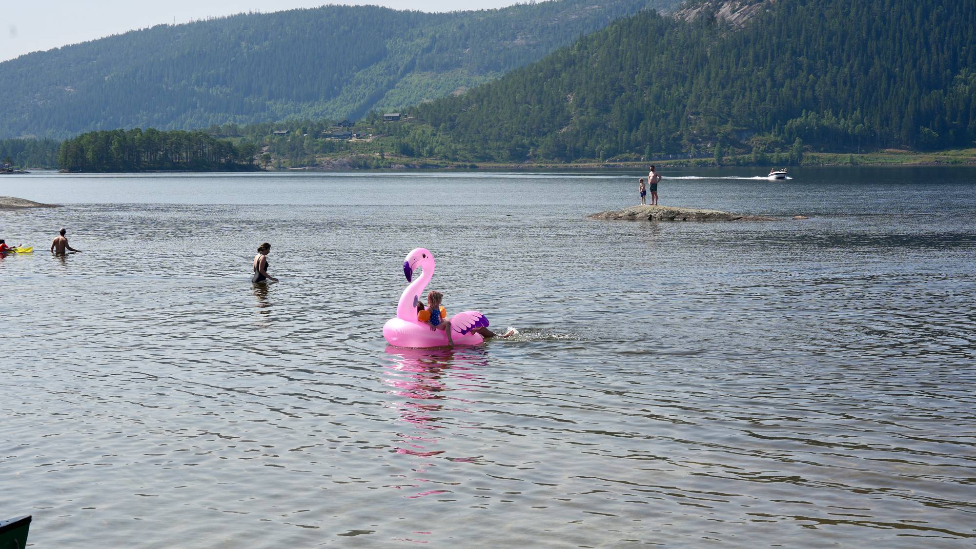 viser en flamingo i vannet