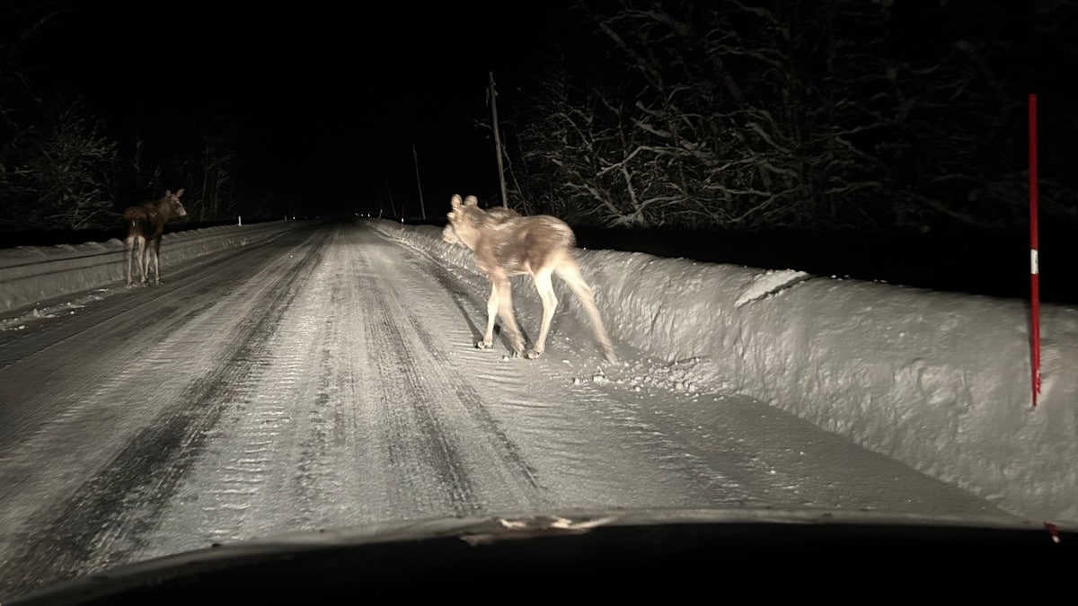 Over 300 viltp&aring;kj&oslash;rsler hittil i &aring;r