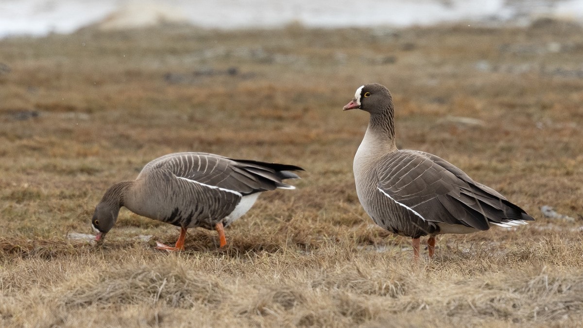 Spesielt vernet i hele Norge – unntatt der hvor den faktisk lever