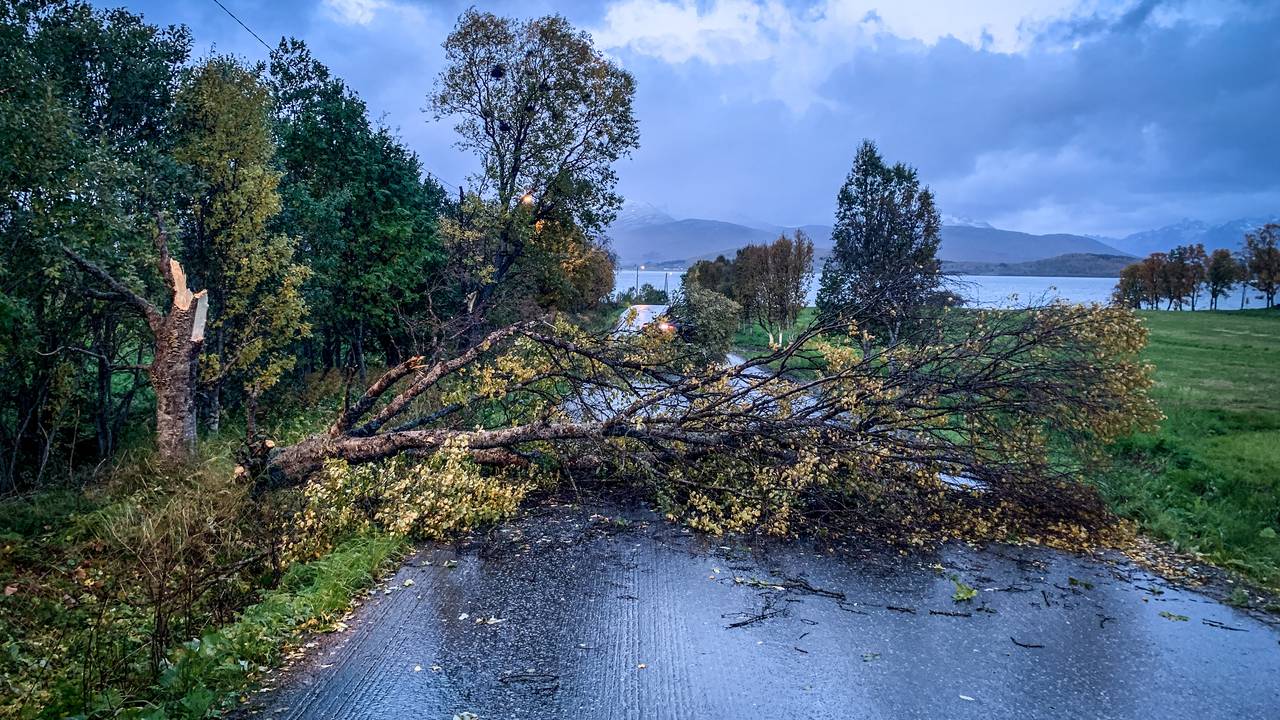 Trær i Holtvegen