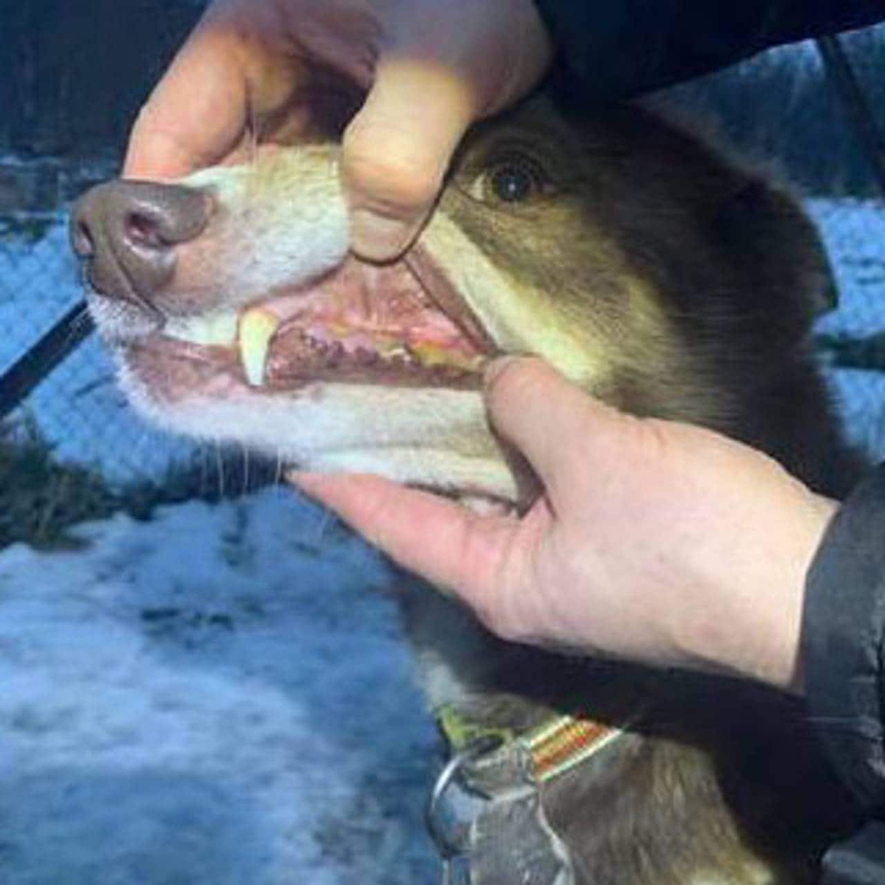 Hund med dårlig tannhelse