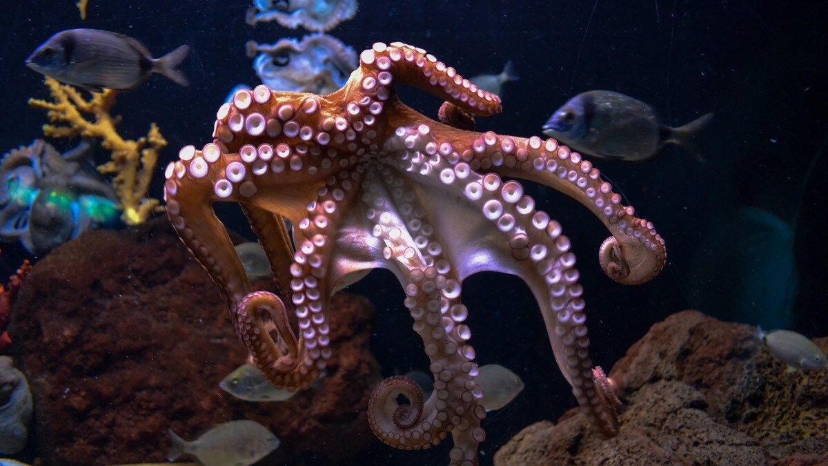 Forskere har oppdaget hemmeligheten bak blekksprutens intelligens