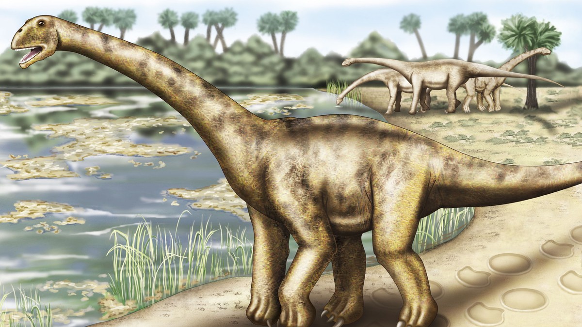 Verdens største dinosaur funnet – NRK Urix – Utenriksnyheter og