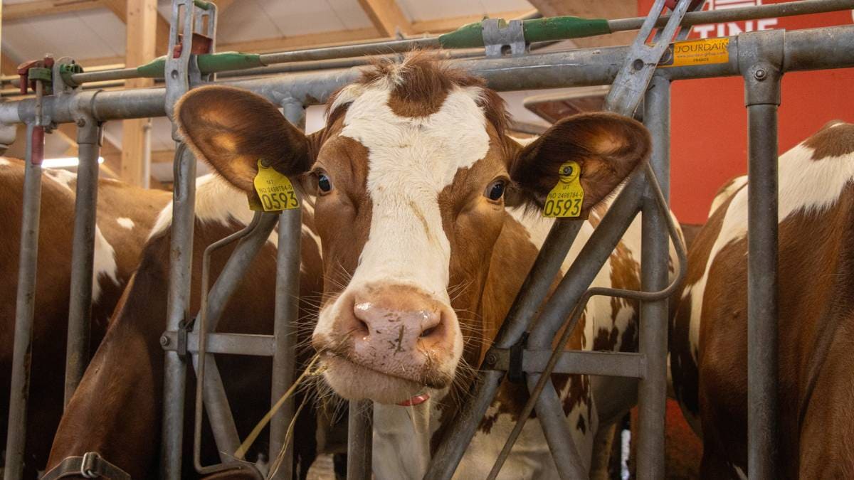 Får støtte til tuberkulose-testing av kyr