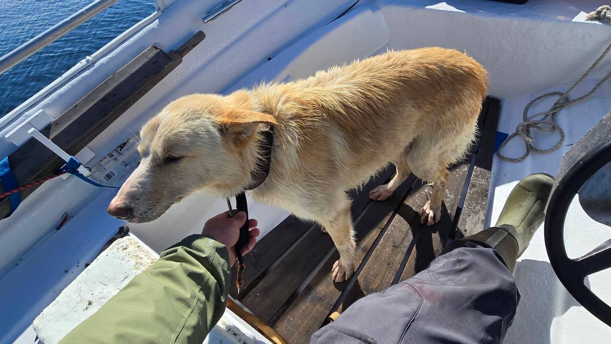 Hund i båt