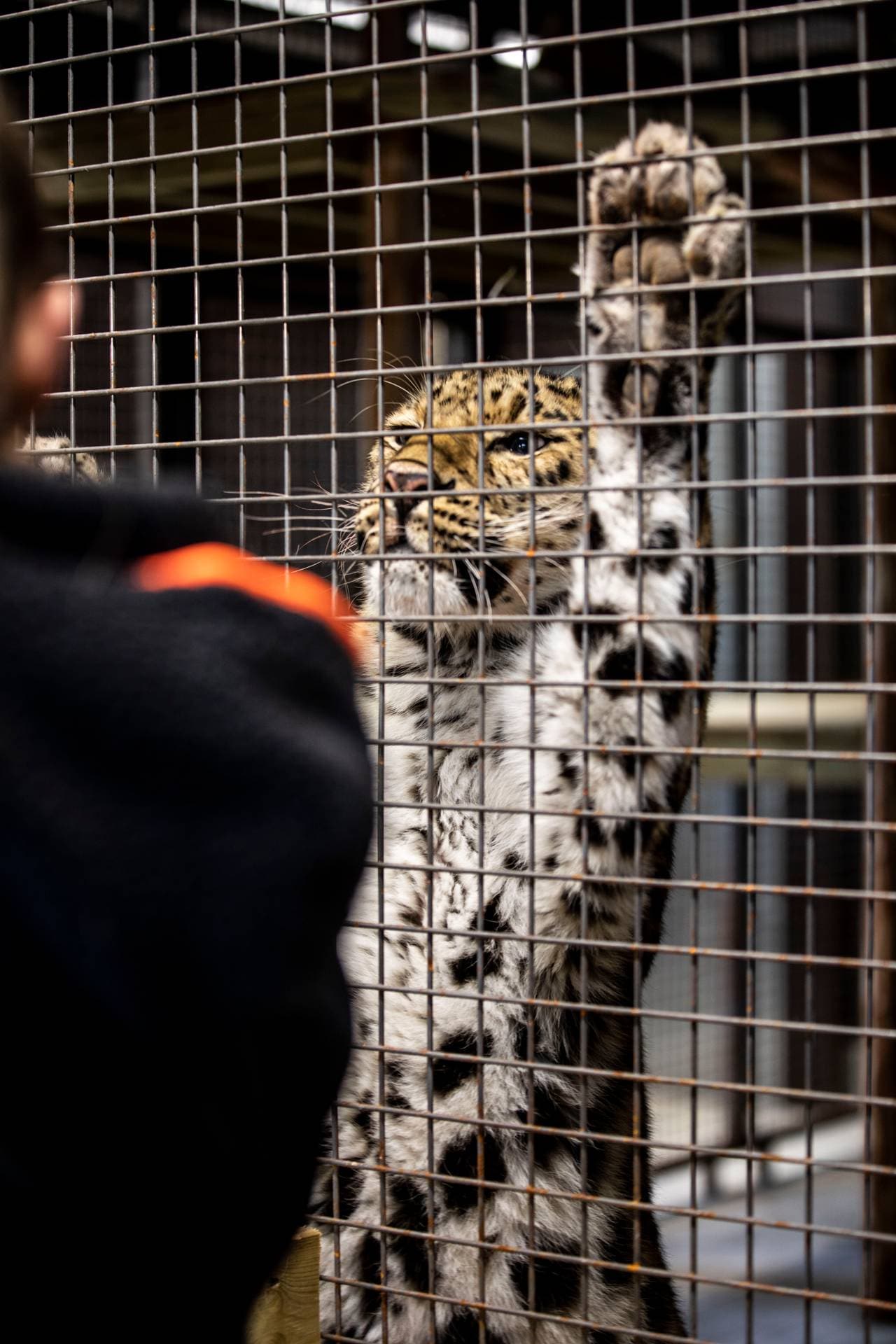 Amurleopard i Bjørneparken i Flå.