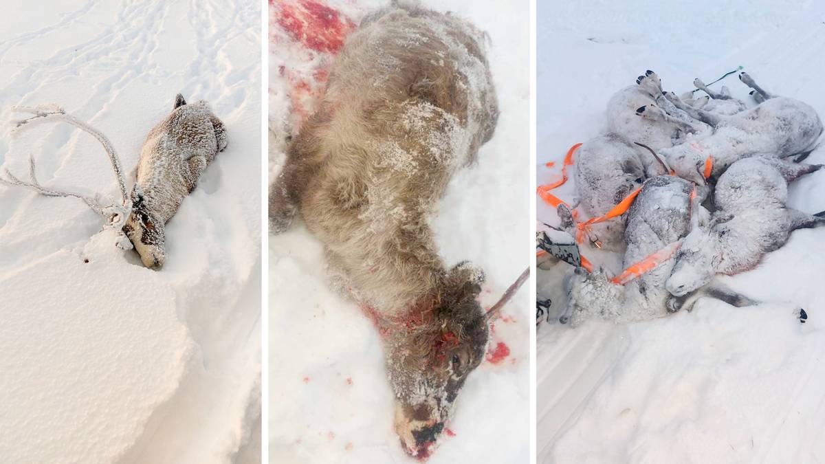 – Hun var i sjokk. Hun kunne ikke tenke seg at hundene var så aggressive