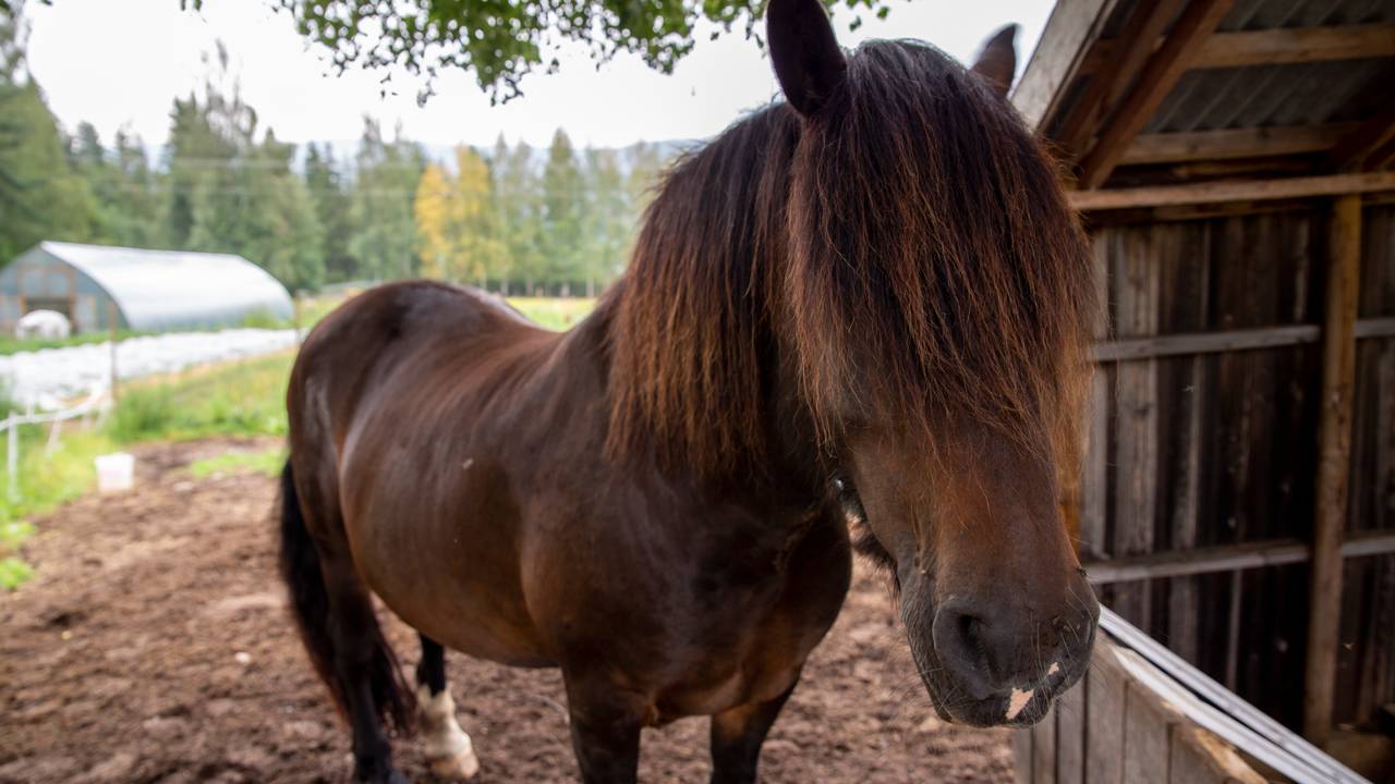 Ein av to hestar på garden til Marte Olsen i august 2021