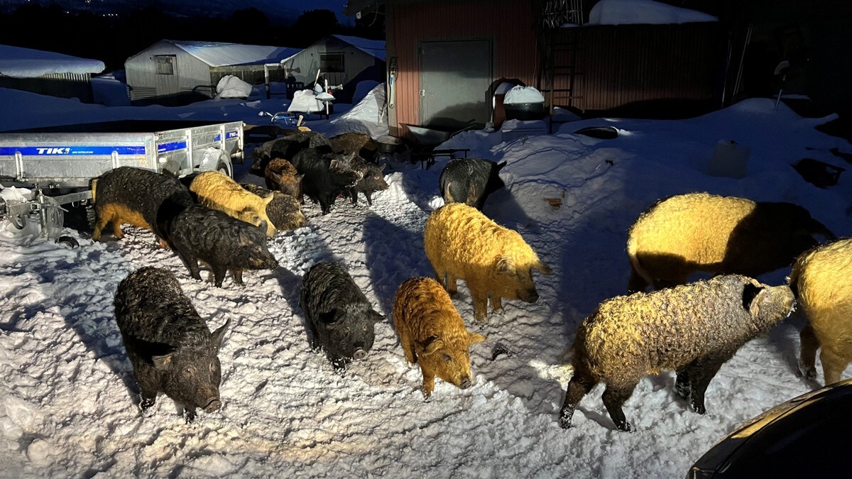 Var ute og luftet bikkja – ble jaget av 16 griser thumbnail