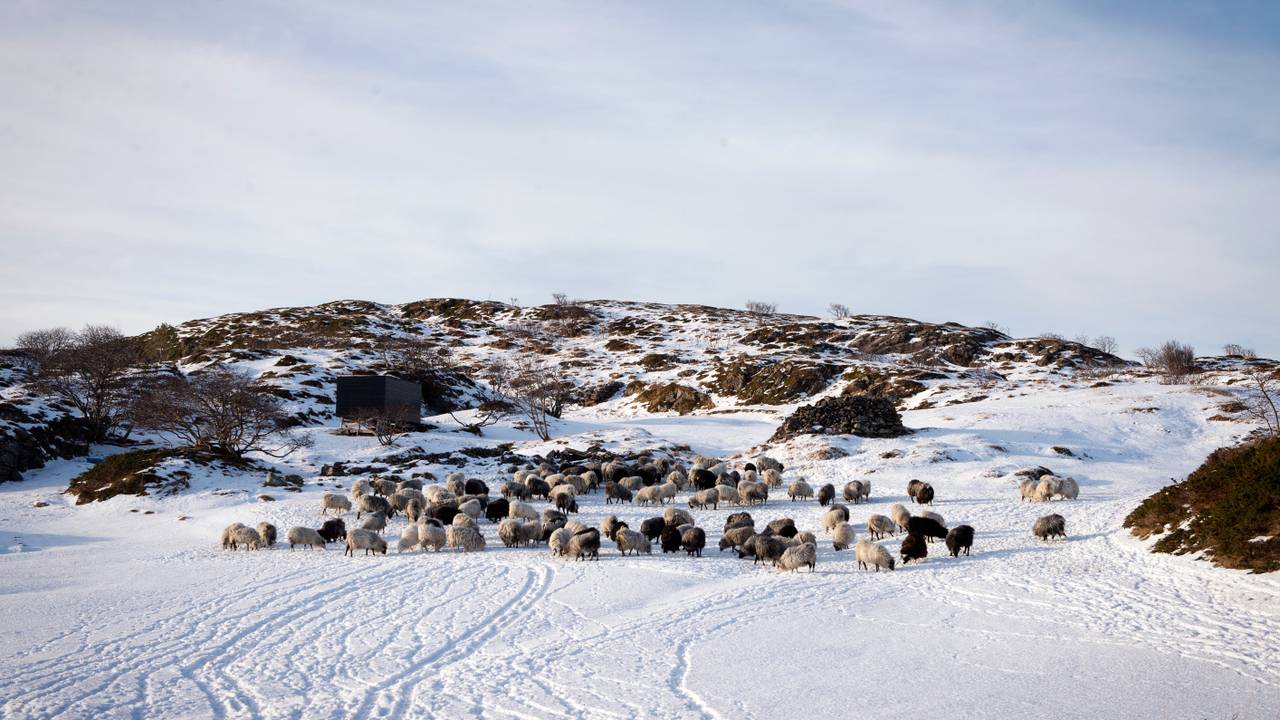 Villsau på Vokkøya i Helligvær