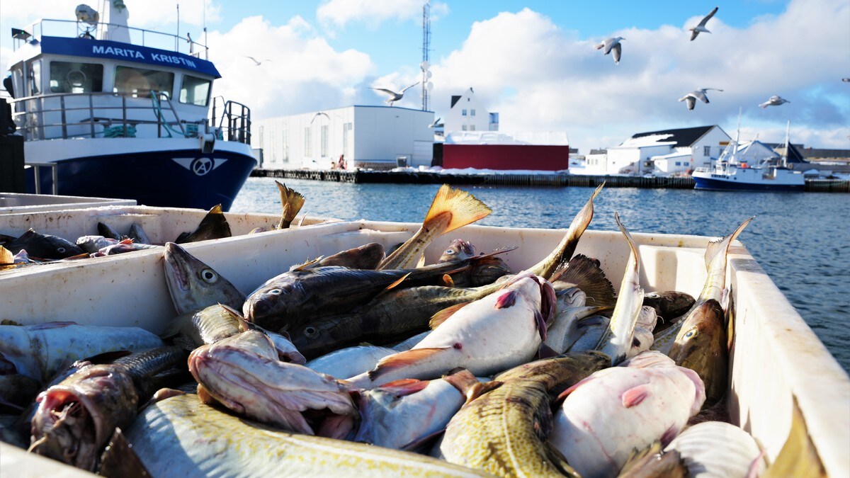 Fikk kjempebot fra Arbeidstilsynet – nå legger de ned fiskemottaket