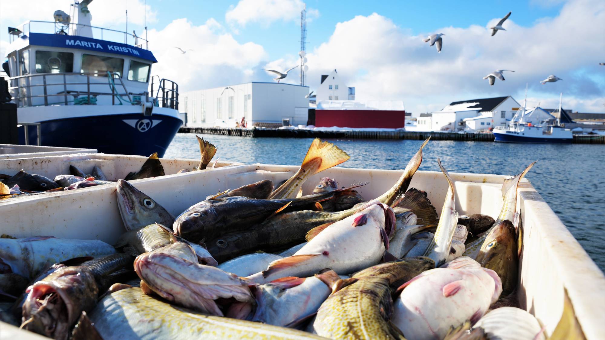 Fersk torsk i et kar på kaia på Røst.