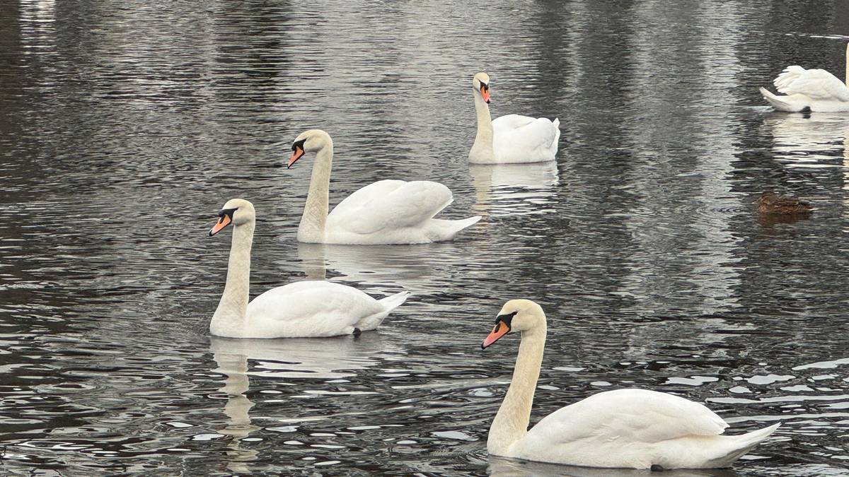 Mattilsynet vurderer nye prøver